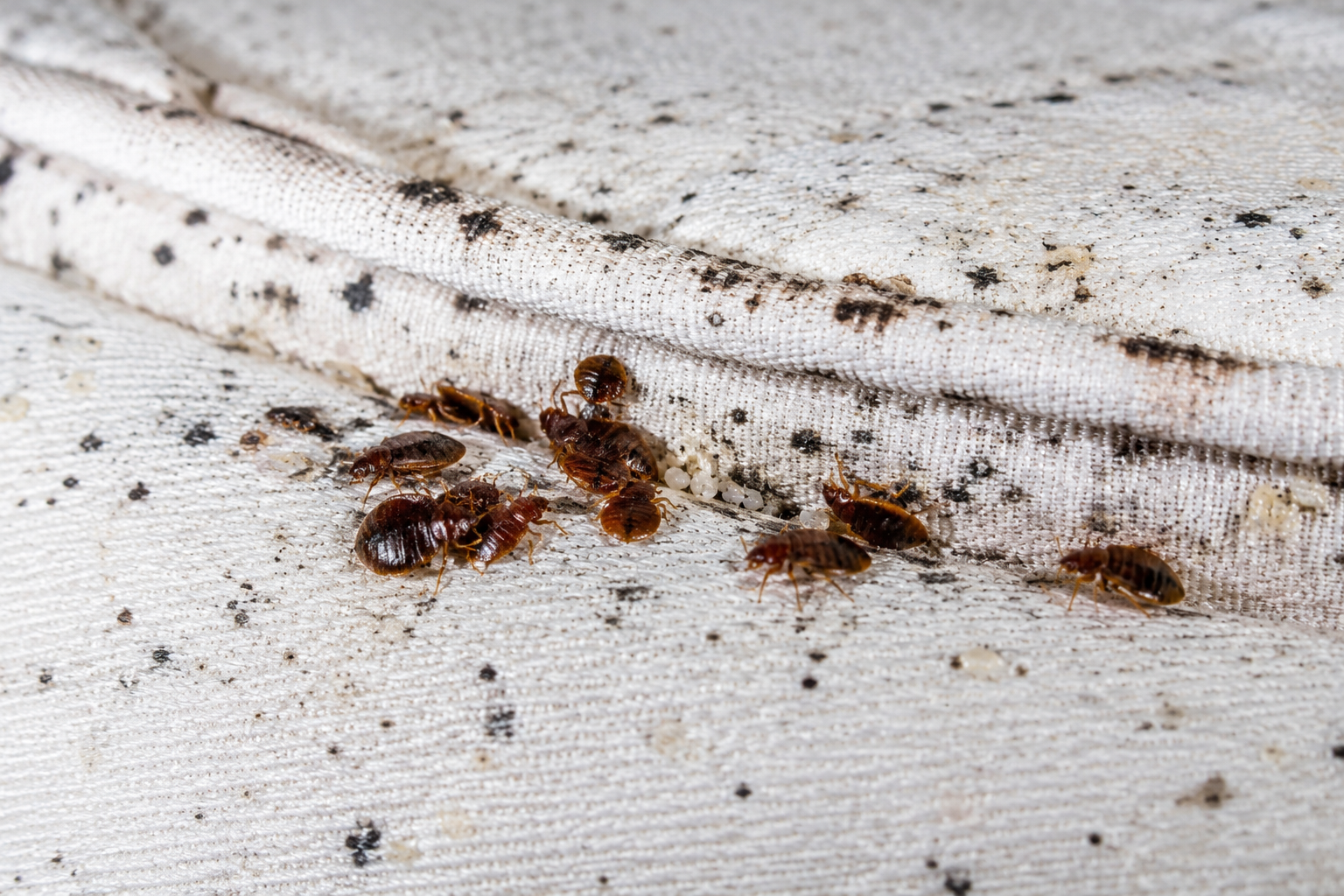 Bedbug pest control service in Nairobi