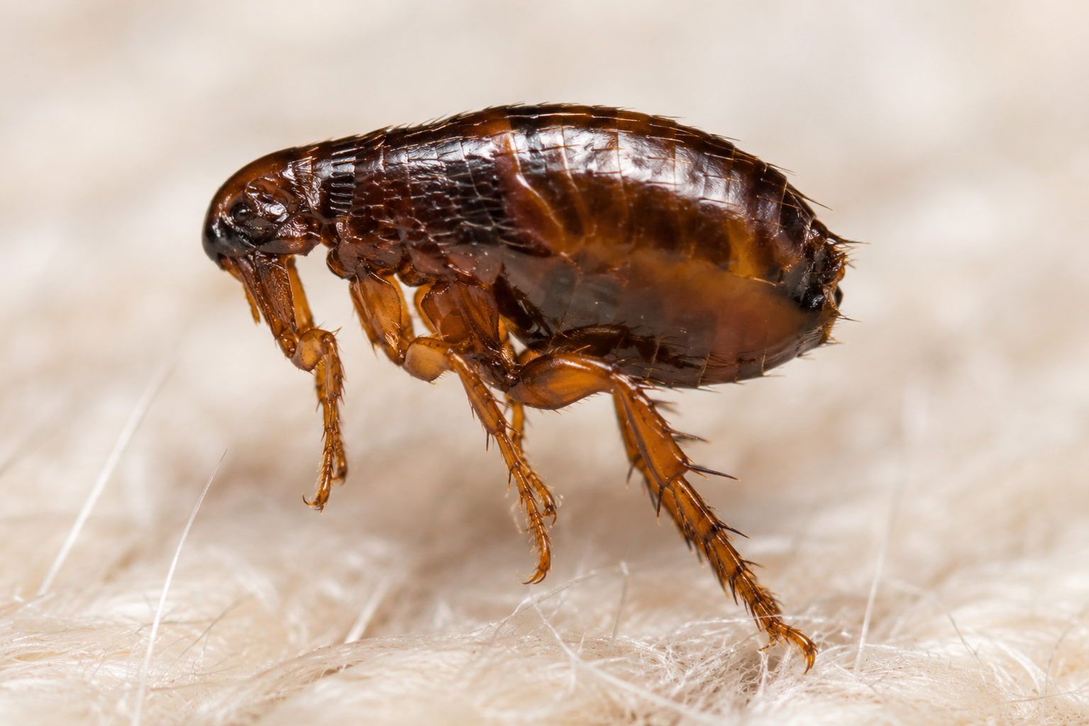 Flea pest control service in Nairobi