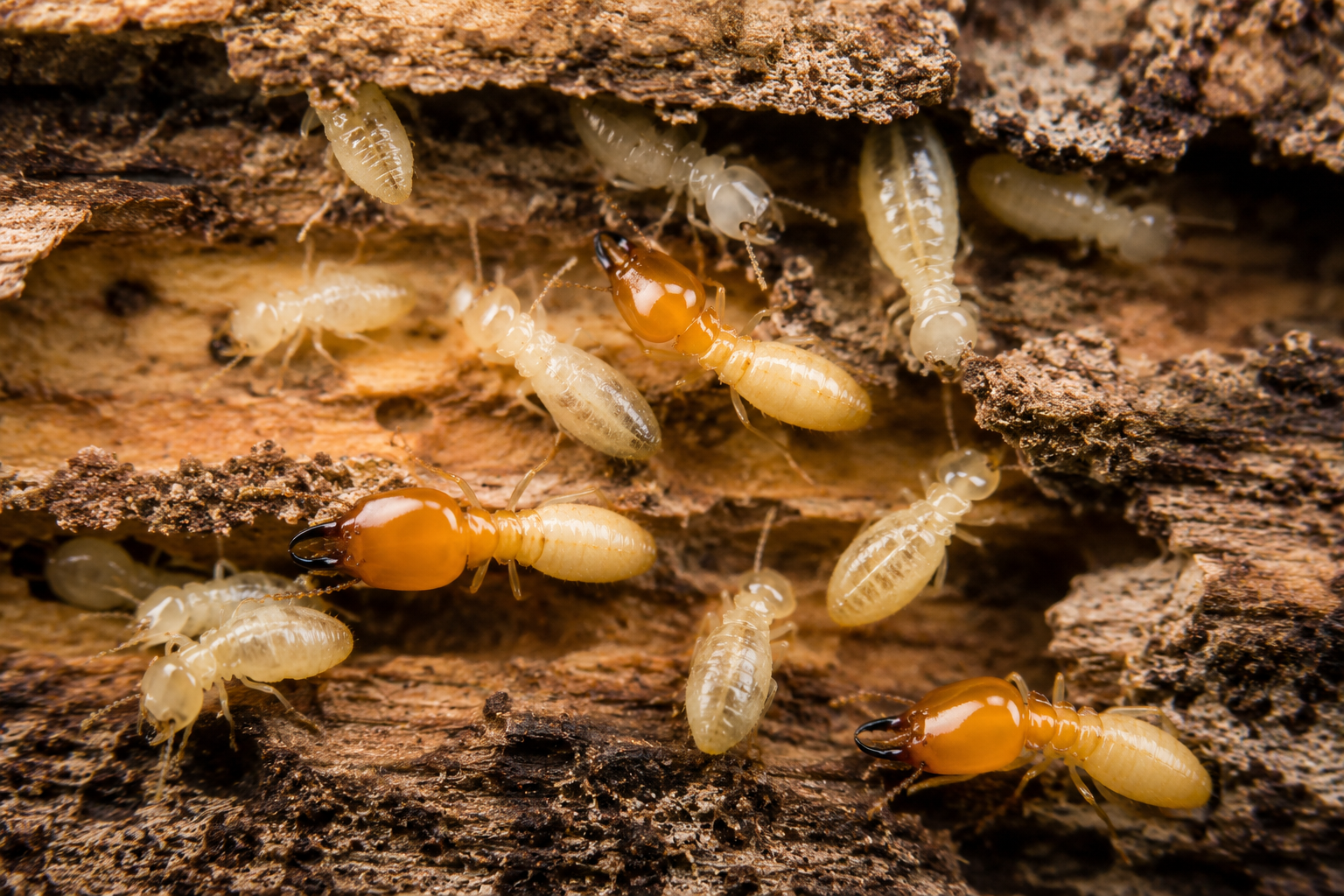 Termite pest control service in Nairobi