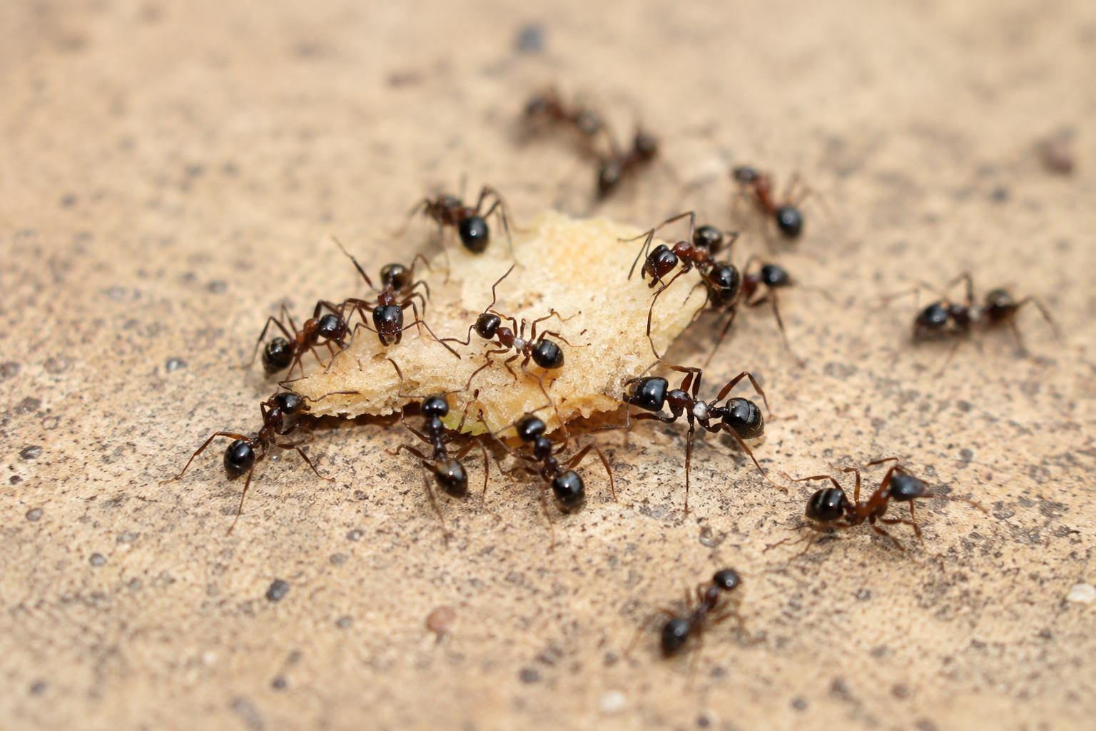 Ant pest control service in Nairobi